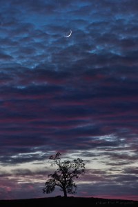 Gary Hart Photography: Tree and Crescent, Sierra Foothills, California