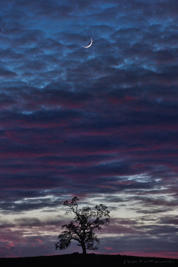 Gary Hart Photography: Tree and Crescent, Sierra Foothills, California