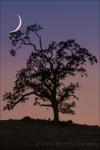 Gary Hart Photography: Cradled Crescent, Sierra Foothills
