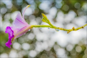 Gary Hart Photography: Raindrops on Orchid, Lava Tree State Park, Hawaii
