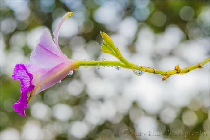 Gary Hart Photography: Raindrops on Orchid, Lava Tree State Park, Hawaii