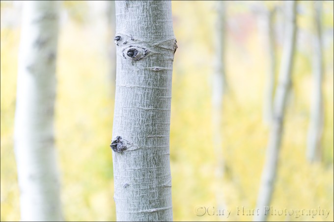 Gary Hart Photography: Aspen Abstract, Lundy Canyon, Eastern Sierra
