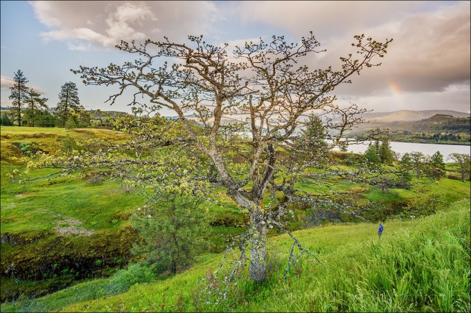Gary Hart Photography: Spring Rainbow, Catherine Creek Trail, Columbia River Gorge