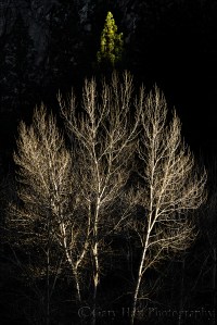 Gary Hart Photography: Winter Light, Yosemite Valley
