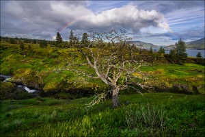 Gary Hart Photography: Spring Rainbow, Catherine Creek Trail, Columbia River Gorge