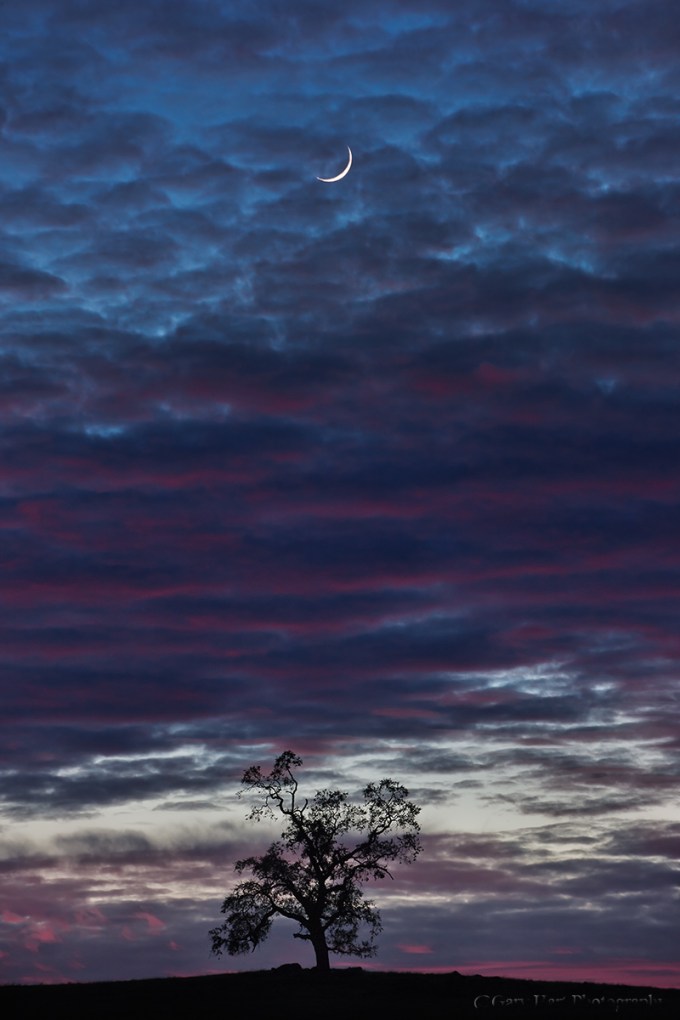 Gary Hart Photography: Alone Together, Oak and Crescent Moon, Sierra Foothills, California