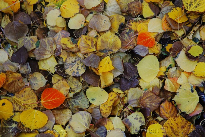 Gary Hart Photography: Fallen Color, Rock Creek Canyon, Eastern Sierra
