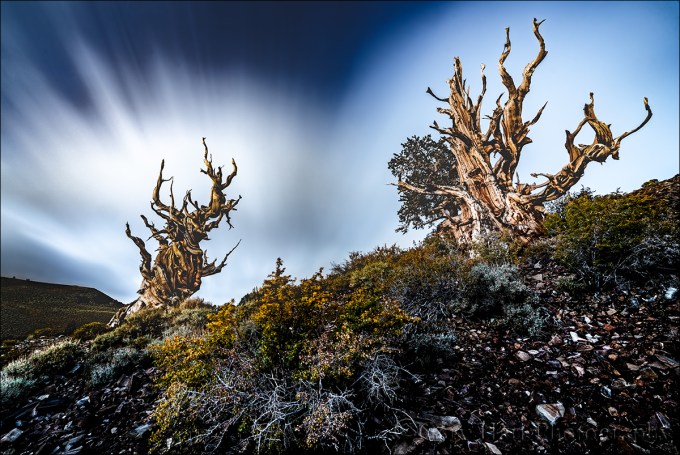 Gary Hart Photography: Nightfall, Schulman Grove, White Mountains, California