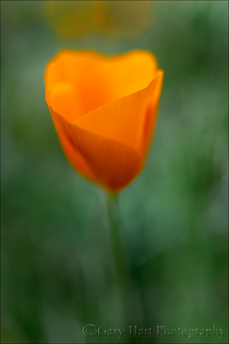 Gary Hart Photography: New Poppy, Merced River Canyon, California