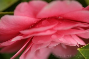 Gary Hart Photography: Raindrops on Camelia, Sacramento