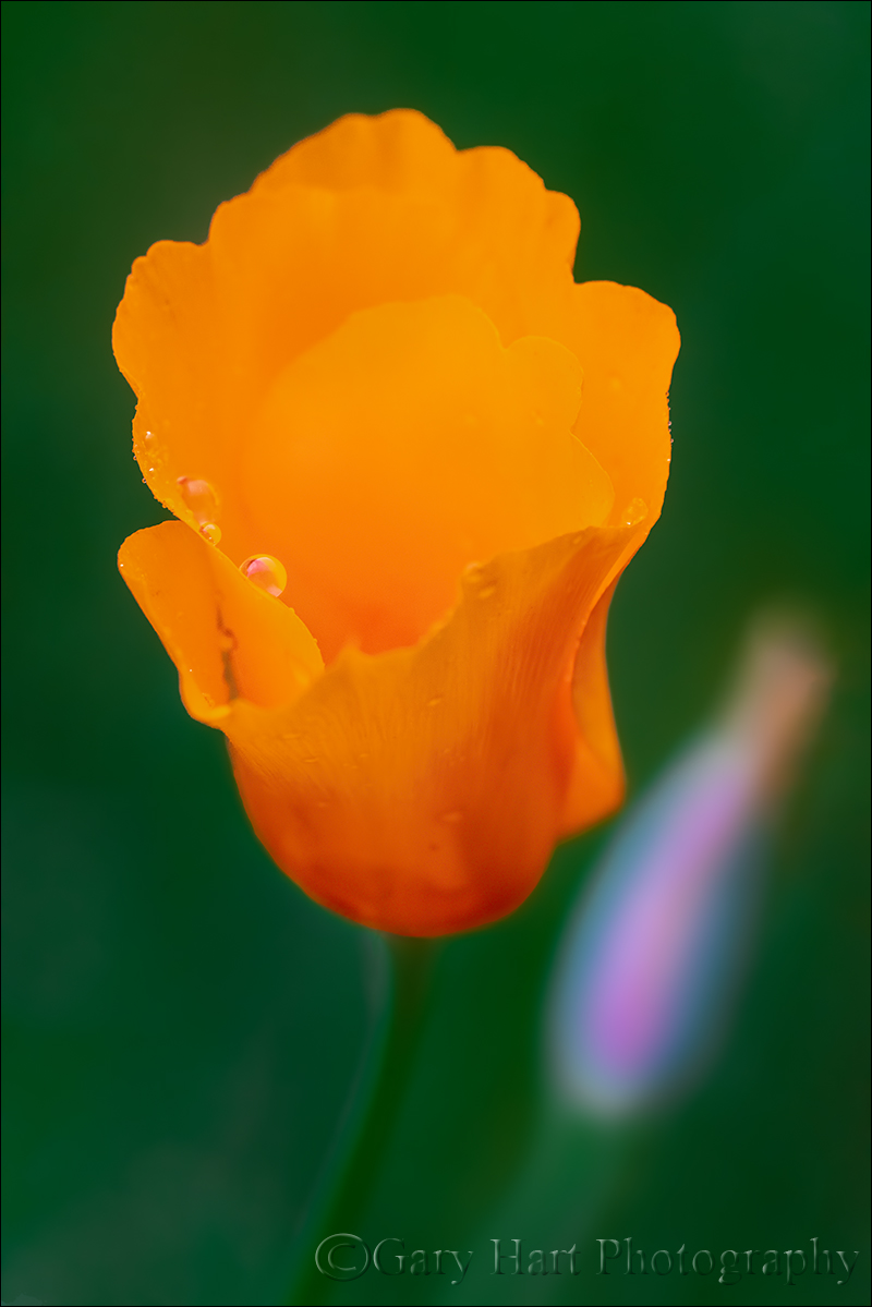 Gary Hart Photography: Raindrops on Poppy, Sierra Foothills
