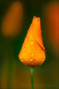 Gary Hart Photography: Sheltered, Poppy in the Rain, Sierra Foothills