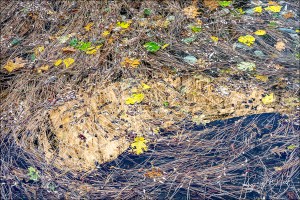Gary Hart Photography: Autumn Reflection, El Capitan, Yosemite