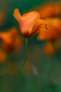 Gary Hart Photography: Dancing Poppy, Sierra Foothills, California