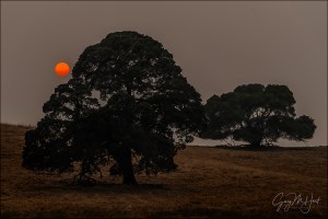 Gary Hart Photography: Oaks and Smoke, Sierra Foothills, California