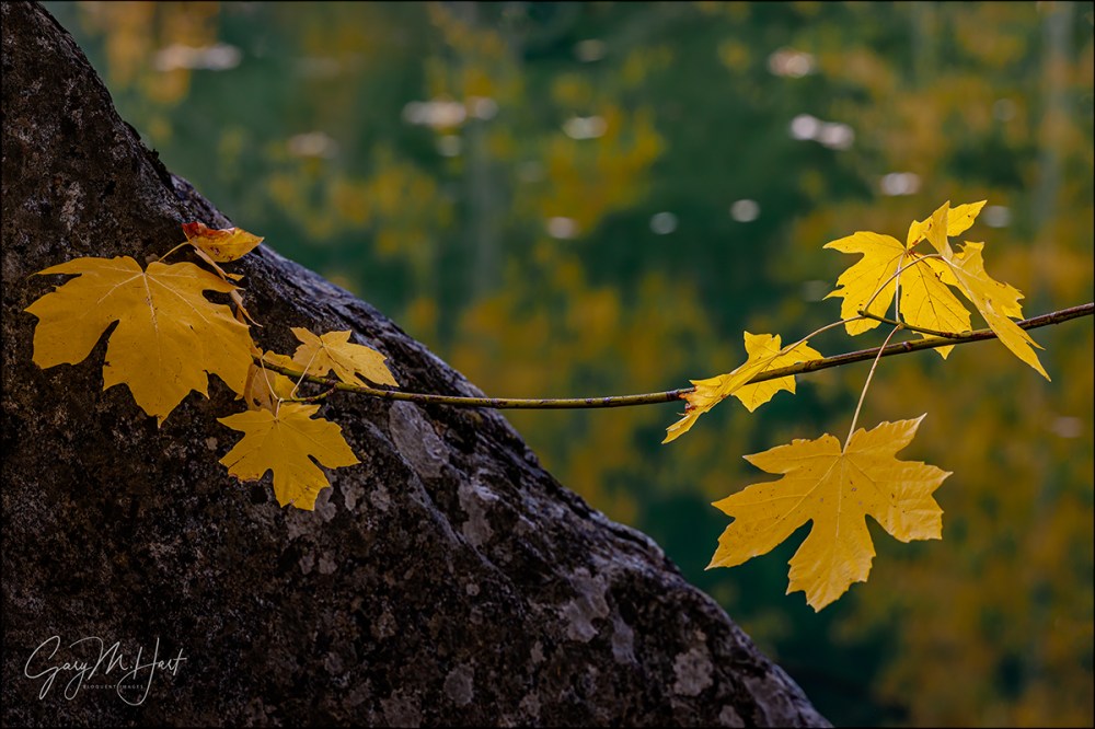 Gary Hart Photography: Autumn Reflection, Merced River, Yosemite