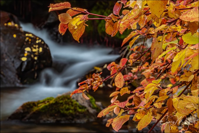 Gary Hart Photography: Creekside Color, Mill Creek, Eastern Sierra