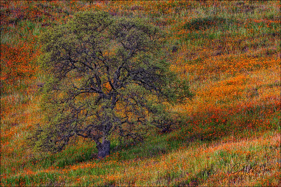 Gary Hart Photography: California Spring, Oak and Poppies, Sierra Foothills