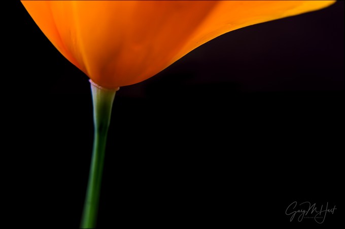 Gary Hart Photography: Golden Elegance, California Poppy, Sierra Foothills