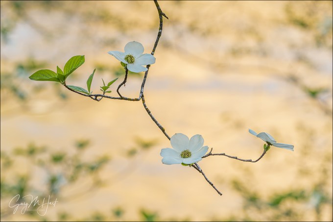 Gary Hart Photography: Dogwood Trio, Merced River, Yosemite