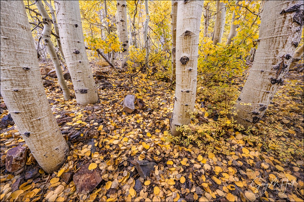Gary Hart Photography: Aspen Carpet, Lundy Canyon, Eastern Sierra