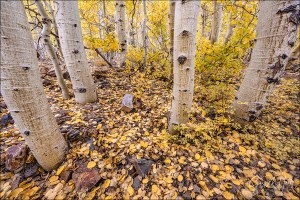 Gary Hart Photography: Aspen Carpet, Lundy Canyon, Eastern Sierra