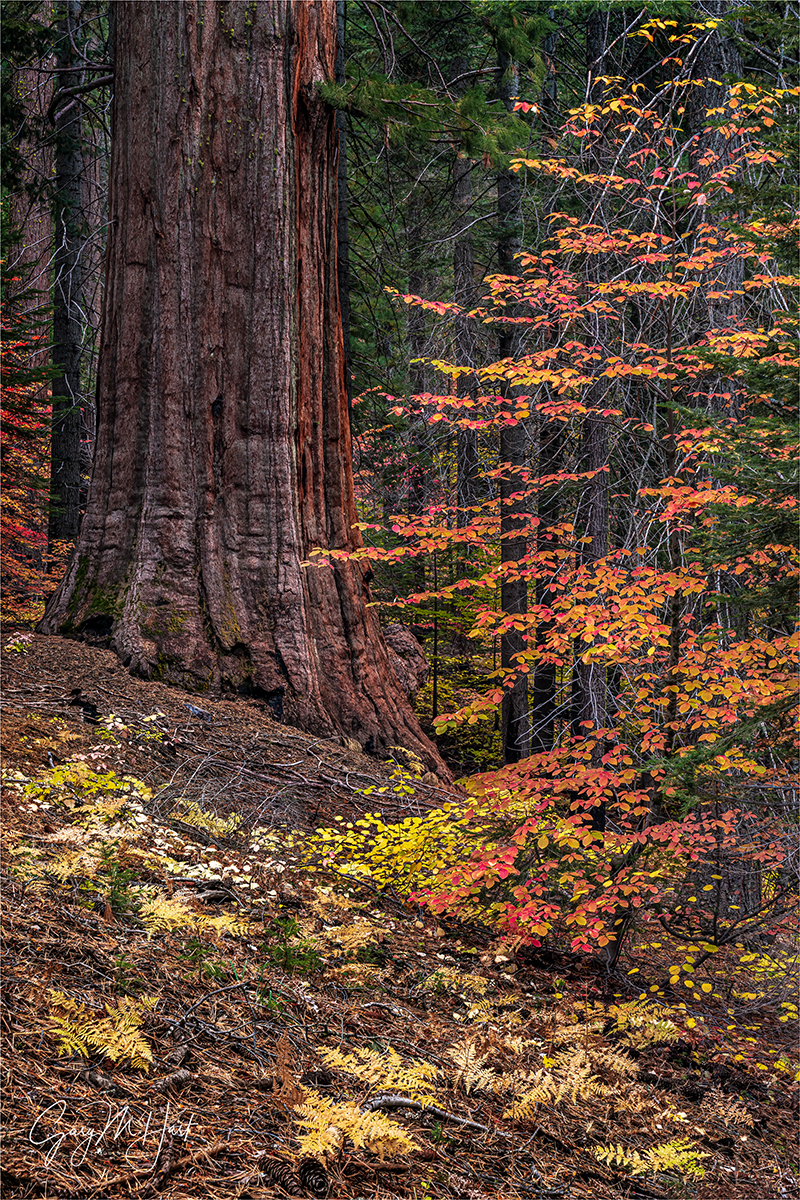 Gary Hart Photography: Redwood in Autumn, Tuolumne Grove, Yosemite