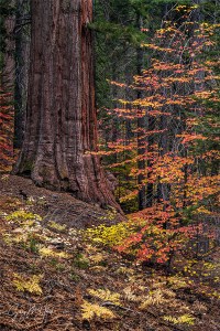 Gary Hart Photography: Redwood in Autumn, Tuolumne Grove, Yosemite