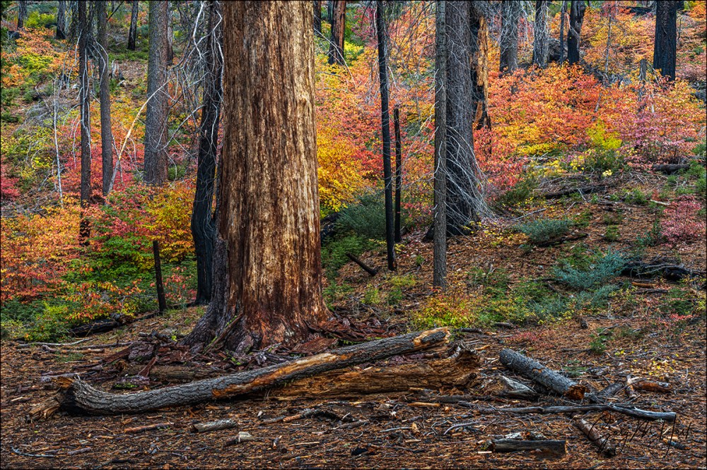 Gary Hart Photography: Dogwood in Autumn, Tuolumne Grove, Yosemite