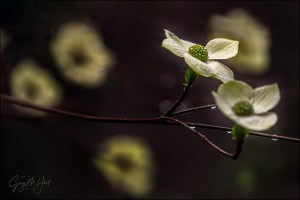 Gary Hart Photography: Raindrops on Dogwood, Yosemite