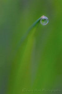 Gary Hart Photography: Meadow Dewdrop, Yosemite Valley