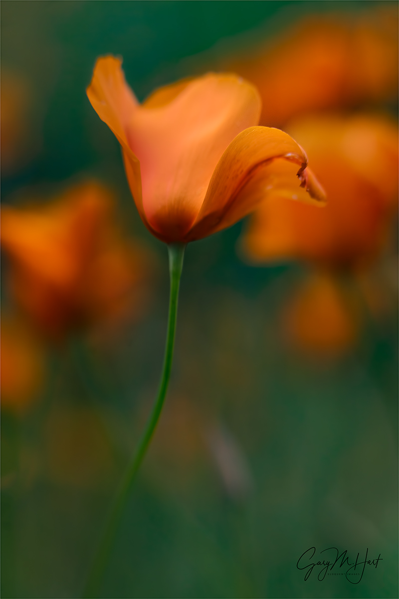 Gary Hart Photography: Dancing Poppy, Sierra Foothills, California