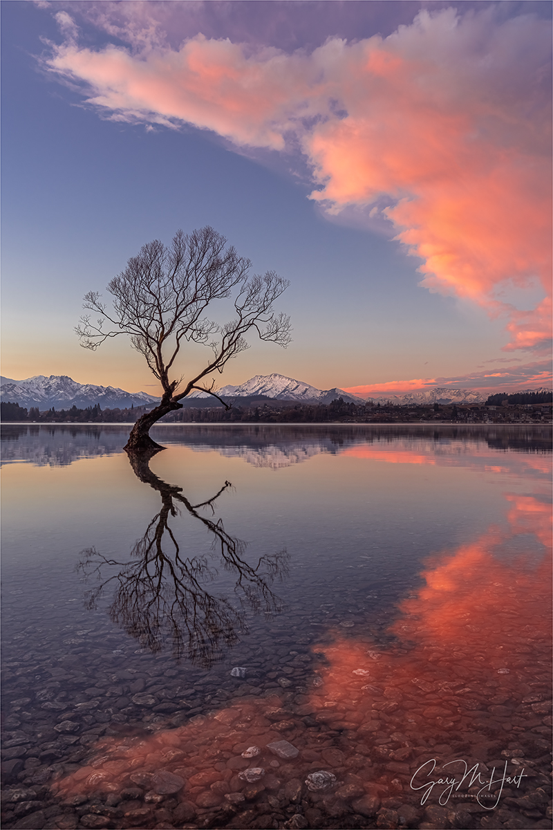 Gary Hart Photography: Reflection on the Rocks, Wanaka Willow Tree, New Zealand