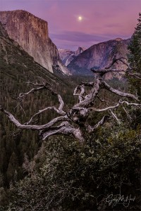 Gary Hart Photography: Magenta Moonrise, Yosemite Valley, Yosemite