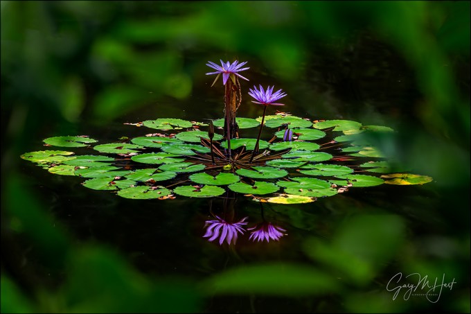 Gary Hart Photography: Lily Reflection, Hawaii Tropical Botanical Garden, Hawaii