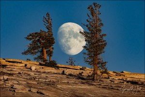 Gary Hart Photography: Moonrise Through the Trees, Olmsted Point, Yosemite