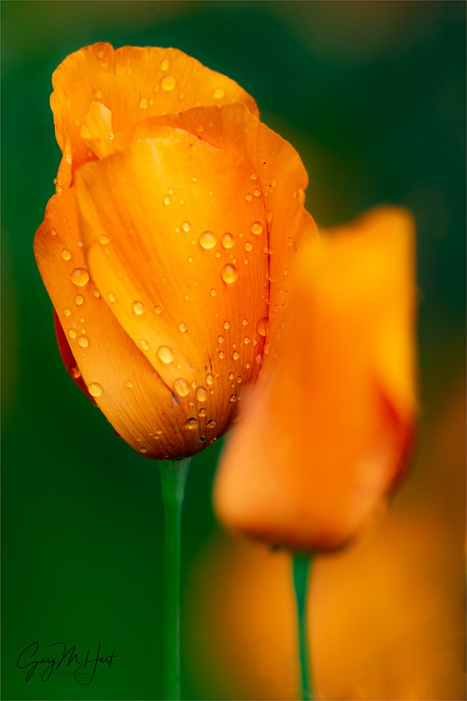 Gary Hart Photography: Rainy Day Poppy, Sierra Foothills, California