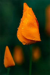 Gary Hart Photography: Wet Poppy, Sierra Foothills, California