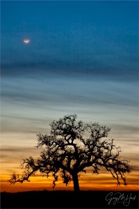 Gary Hart Photography: Oak and Crescent, Sierra Foothills, California