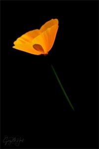 Gary Hart Photography: Glow, Golden Poppy, Merced River Canyon