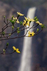 Gary Hart Photography: Spring Bloom, Dogwood and Bridalveil Fall, Yosemite
