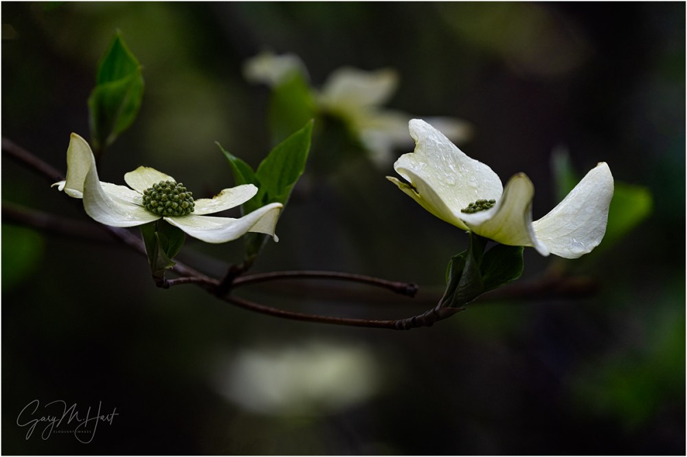 Gary Hart Photography: Afloat, Raindrops on Dogwood, Yosemite
