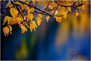 Gary Hart Photography: Leaves and Reflection, Convict Lake, Eastern Sierra