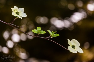 Gary Hart Photography: Dogwood and Bubbles, Merced River, Yosemite