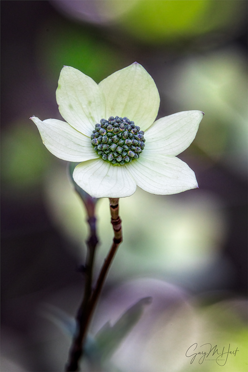 Gary Hart Photography: Dogwood Closeup, Yosemite Valley