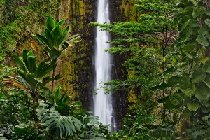 Gary Hart Photography: Akaka Fall, Akaka Falls State Park, Hawaii
