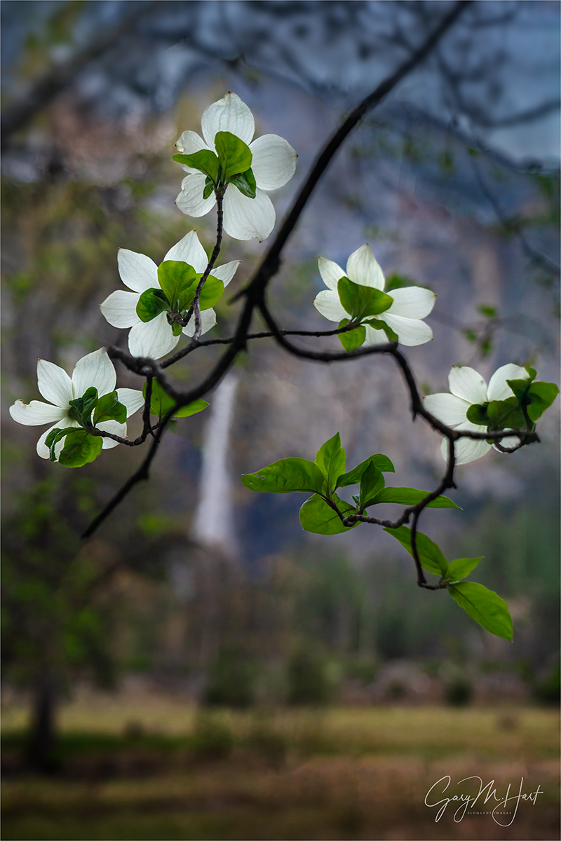Gary Hart Photography: Bridalveil Fall and Dogwood, Valley View, Yosemite