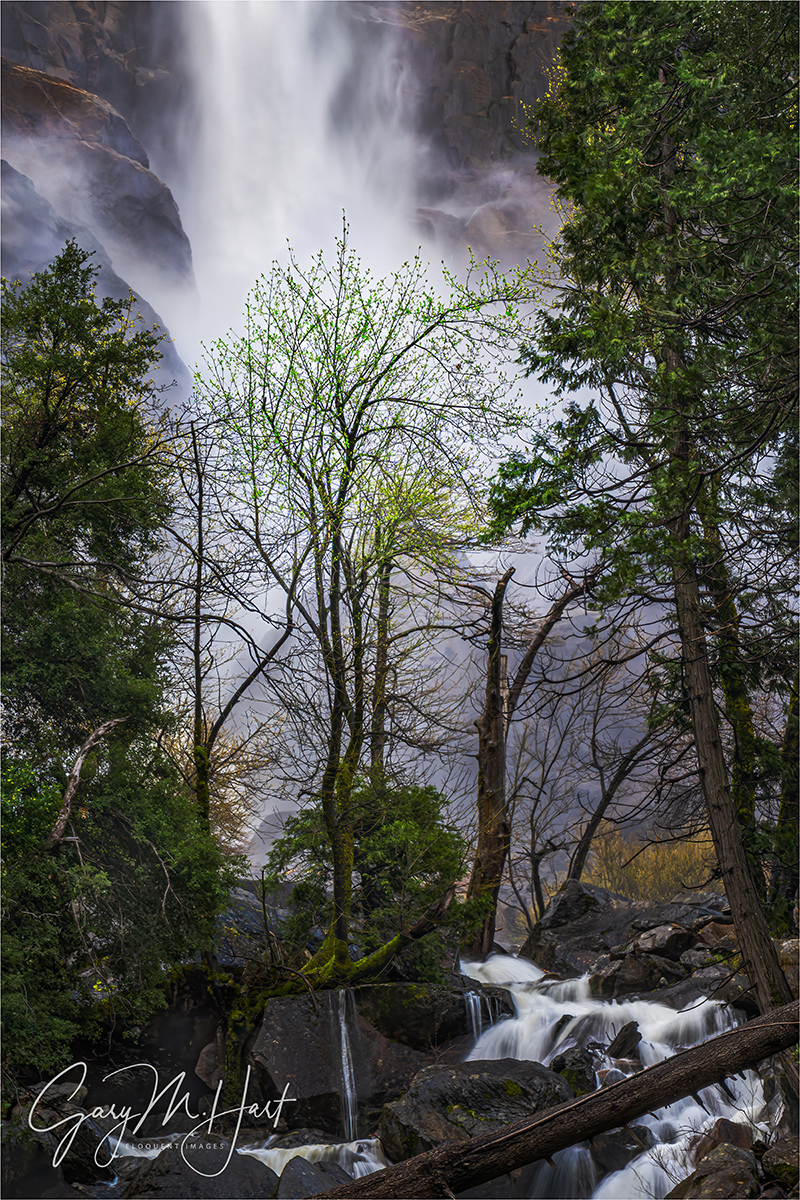 Gary Hart Photography: Tree and Bridalveil Fall, Bridalveil Creek, Yosemite