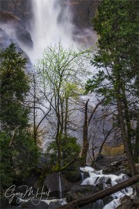 Gary Hart Photography: Tree and Bridalveil Fall, Bridalveil Creek, Yosemite