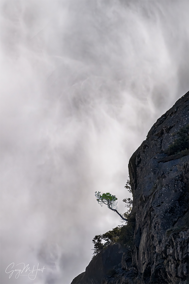 Gary Hart Photography :: Clinging Tree, Upper Yosemite Fall, Yosemite